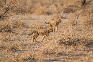 Naklejka na ściany i meble Five cheetah cubs playing around, Etosha national park, Namibia, Africa