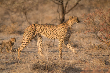 Mother and five cubs walking and playing, Etosha national park, Namibia, Africa