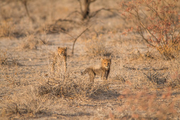 Fototapeta premium Five cheetah cubs playing around, Etosha national park, Namibia, Africa