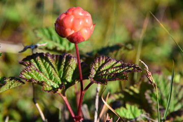 Obraz premium Bake Apple - Cloud Berry Rubus chamaemorus