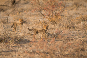 Five cheetah cubs playing around, Etosha national park, Namibia, Africa