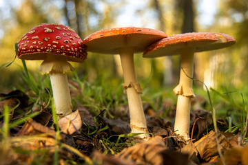 Forest soil with three toadstools