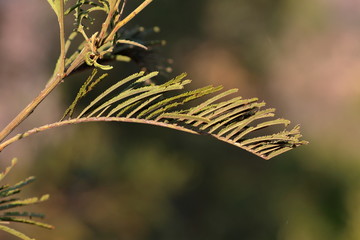 grampians