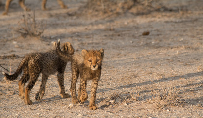 Five cheetah cubs playing around, Etosha national park, Namibia, Africa