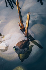 pajarito