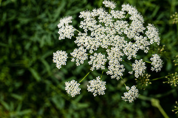 View of little wild white flower on the summer meadow