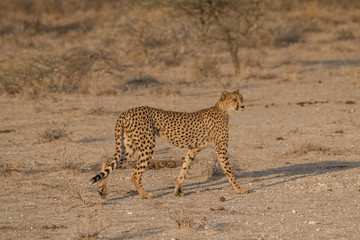 Mother cheetah checking the surroundings, Etosha national park, Namibia, Africa