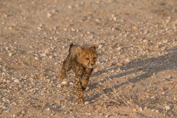 Five cheetah cubs playing around, Etosha national park, Namibia, Africa