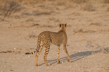 Mother cheetah checking the surroundings, Etosha national park, Namibia, Africa