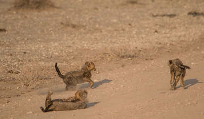 Five cheetah cubs playing around, Etosha national park, Namibia, Africa