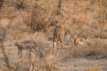 Mother and five cubs walking and playing, Etosha national park, Namibia, Africa