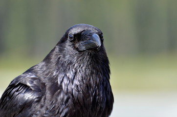 Raven in Jasper National Park