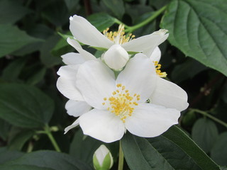 white water lily of the valley