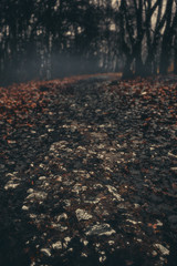 Surreal autumn forest. Dark background