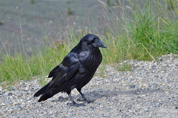 Raven in Jasper National Park