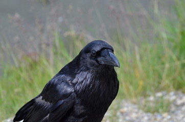 Raven in Jasper National Park