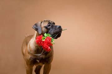 Romantic dog wants to give flowers