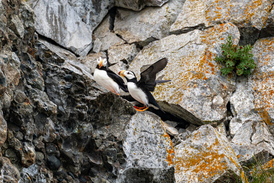 Horned puffin (Fratercula corniculata) pair on rocks in Lake Clark NP, Alaska