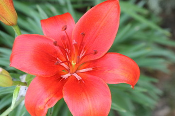 Close Up Of A Red Lily
