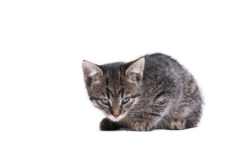 Beautiful little striped cat