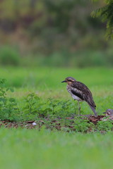 bush curlew