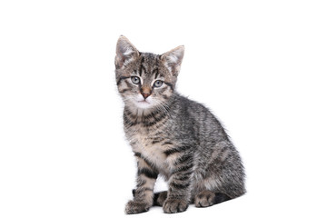 Beautiful little striped cat