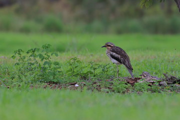 bush curlew