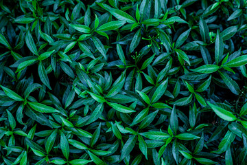 Naklejka na ściany i meble abstract green leaf texture, nature background, tropical leaf