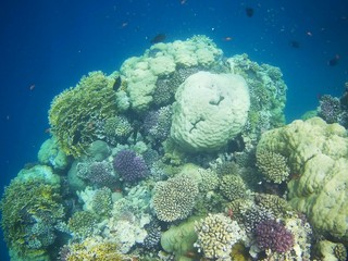 Beautiful tropical fish, Utopia resort, Marsa Alam, Egypt
