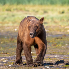 Coastal Brown Bear (Ursus arctos) in the Katmai National Park, Alaska