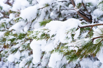 Fir branch in snow. Closeup of pine branch with snow. Christmas and New Year holiday background. Vintage color tone. Copy space for your text.