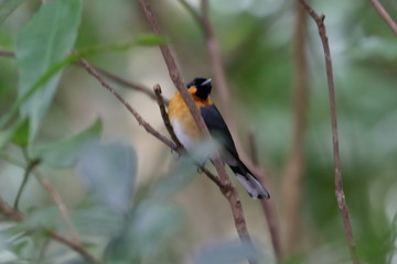 australian bird