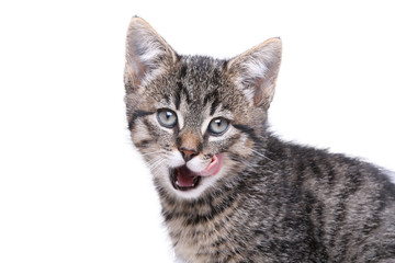 Beautiful little striped cat