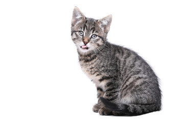 Fototapeta na wymiar Beautiful little striped cat