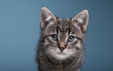 Obraz premium Beautiful little striped cat