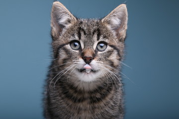 Beautiful little striped cat