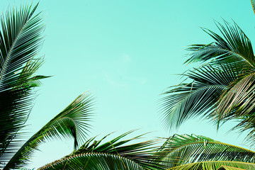 Fototapeta na wymiar Coconut palm leaves perspective view , tropical palm leaves background