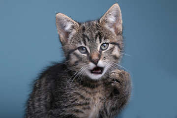 Obraz premium Beautiful little striped cat