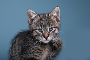 Obraz premium Beautiful little striped cat