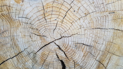 Fototapeta premium background texture of natural saw cut wood