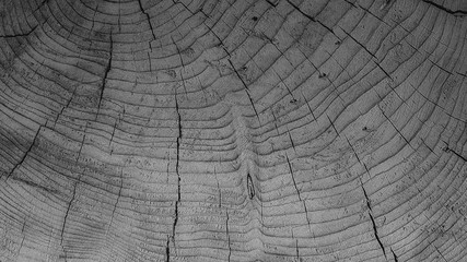 Fototapeta premium background texture of natural saw cut wood