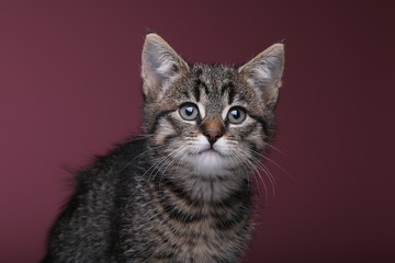 Beautiful little striped cat