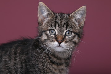 Beautiful little striped cat