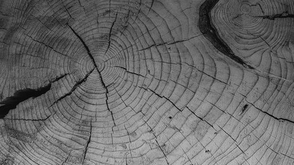 background texture of natural saw cut wood