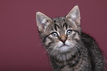Beautiful little striped cat