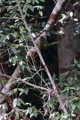 Fototapeta premium australian bird