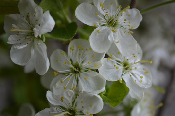 Blooming spring branches with green leaves and white flowers. Elegant gentle pastel nature.
