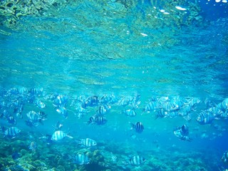 Beautiful tropical fish, Utopia resort, Marsa Alam, Egypt