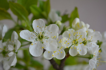 Obraz premium Blooming spring branches with green leaves and white flowers. Elegant gentle pastel nature. 