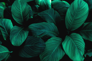 leaves of Spathiphyllum cannifolium, abstract green texture, nature background, tropical leaf